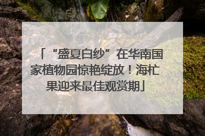 “盛夏白纱”在华南国家植物园惊艳绽放！海杧果迎来最佳观赏期