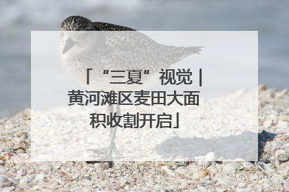 “三夏”视觉｜黄河滩区麦田大面积收割开启