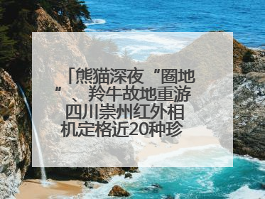 熊猫深夜“圈地”、羚牛故地重游 四川崇州红外相机定格近20种珍稀动物呆萌瞬间