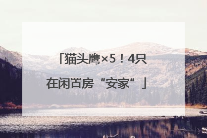 猫头鹰×5！4只在闲置房“安家”