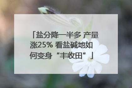 盐分降一半多 产量涨25% 看盐碱地如何变身“丰收田”