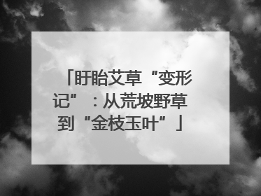 盱眙艾草“变形记”：从荒坡野草到“金枝玉叶”