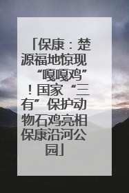 保康：楚源福地惊现“嘎嘎鸡”！国家“三有”保护动物石鸡亮相保康沿河公园