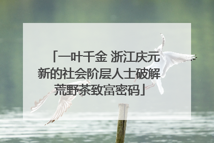 一叶千金 浙江庆元新的社会阶层人士破解荒野茶致富密码