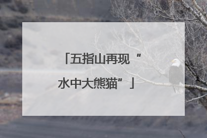 五指山再现“水中大熊猫”