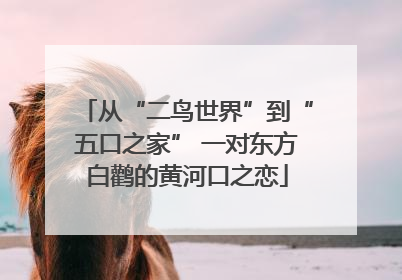 从“二鸟世界”到“五口之家” 一对东方白鹳的黄河口之恋