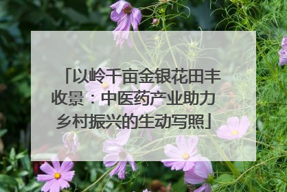 以岭千亩金银花田丰收景：中医药产业助力乡村振兴的生动写照