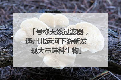 号称天然过滤器，通州北运河下游新发现大量蚌科生物