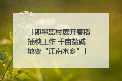 即墨蓝村展开春稻插秧工作 千亩盐碱地变“江南水乡”