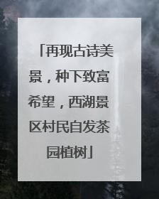 再现古诗美景，种下致富希望，西湖景区村民自发茶园植树