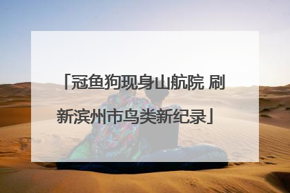 冠鱼狗现身山航院 刷新滨州市鸟类新纪录