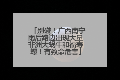 别碰！广西南宁雨后路边出现大量非洲大蜗牛和福寿螺！有致命危害