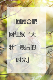 回顾合肥网红猴“大壮”最后的时光