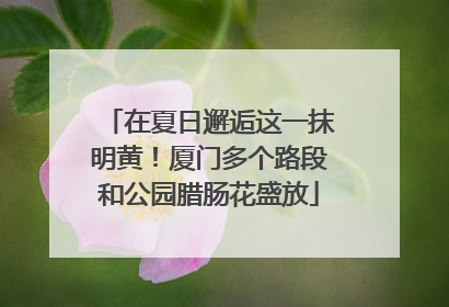 在夏日邂逅这一抹明黄！厦门多个路段和公园腊肠花盛放