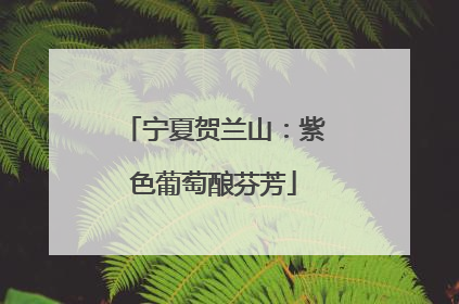 宁夏贺兰山：紫色葡萄酿芬芳