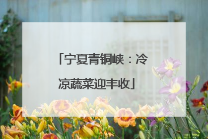宁夏青铜峡：冷凉蔬菜迎丰收
