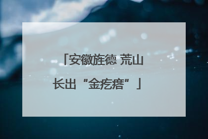 安徽旌德 荒山长出“金疙瘩”