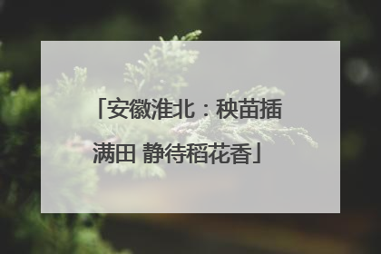 安徽淮北：秧苗插满田 静待稻花香