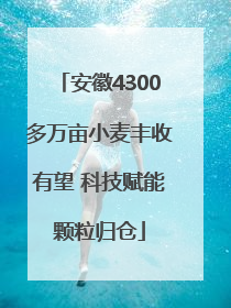 安徽4300多万亩小麦丰收有望 科技赋能颗粒归仓