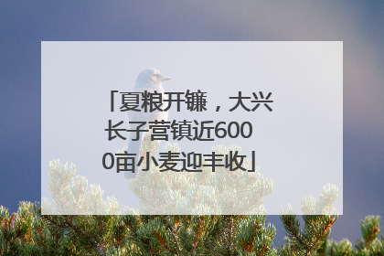 夏粮开镰，大兴长子营镇近6000亩小麦迎丰收