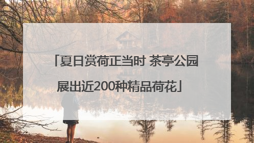 夏日赏荷正当时 茶亭公园展出近200种精品荷花