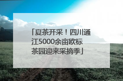 夏茶开采！四川通江5000余亩欧标茶园迎来采摘季