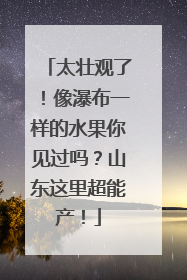 太壮观了！像瀑布一样的水果你见过吗？山东这里超能产！