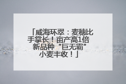 威海环翠：麦穗比手掌长！亩产高1倍 新品种“巨无霸”小麦丰收！
