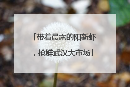 带着晨露的阳新虾，抢鲜武汉大市场