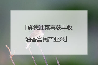旌德油菜喜获丰收 油香富民产业兴