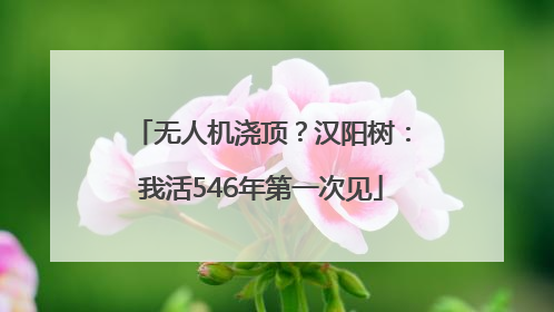 无人机浇顶？汉阳树：我活546年第一次见