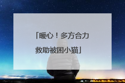 暖心！多方合力救助被困小猫