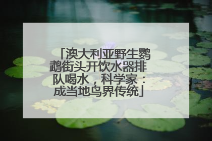 澳大利亚野生鹦鹉街头开饮水器排队喝水，科学家：成当地鸟界传统