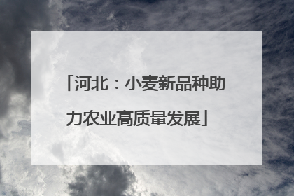 河北：小麦新品种助力农业高质量发展