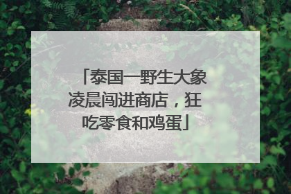 泰国一野生大象凌晨闯进商店，狂吃零食和鸡蛋