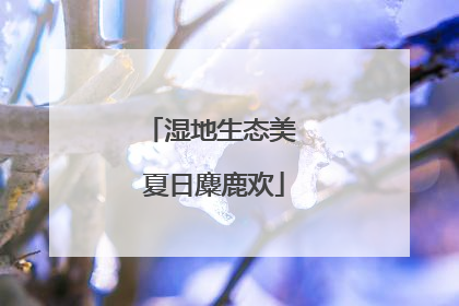 湿地生态美 夏日麋鹿欢