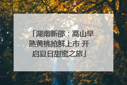 湖南新邵：高山早熟黄桃抢鲜上市 开启夏日甜蜜之旅