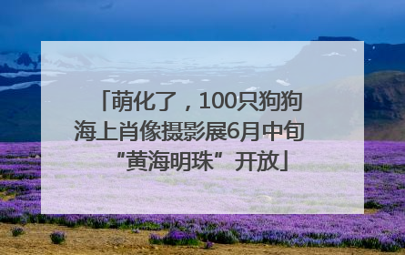 萌化了，100只狗狗海上肖像摄影展6月中旬“黄海明珠”开放
