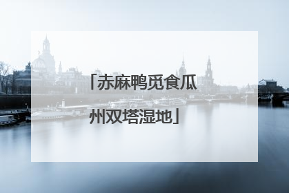 赤麻鸭觅食瓜州双塔湿地