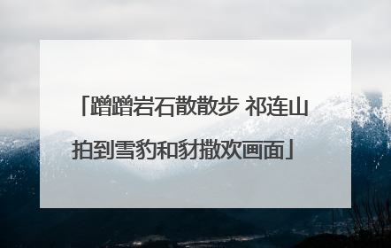 蹭蹭岩石散散步 祁连山拍到雪豹和豺撒欢画面