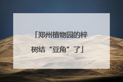 郑州植物园的梓树结“豆角”了