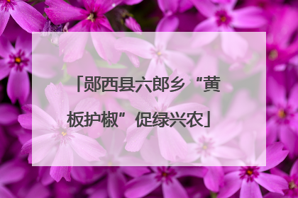 郧西县六郎乡“黄板护椒”促绿兴农
