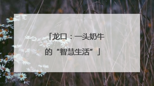 龙口：一头奶牛的“智慧生活”