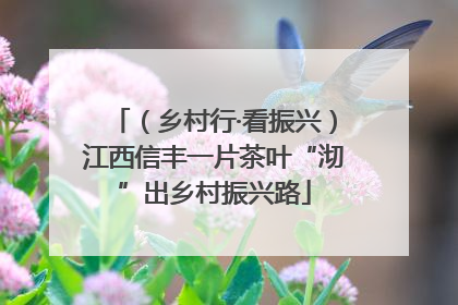 （乡村行·看振兴）江西信丰一片茶叶“沏”出乡村振兴路