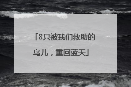 8只被我们救助的鸟儿，重回蓝天